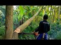 Gergaji Mesin Kayu Ms070 Menebang Kayu Durian DiOperatori Kang Pingi