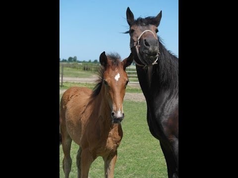 Visiting Bewitched & Colt at Flevo Farm