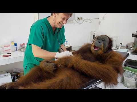 Hilarious Animals Think The Vet Needs a Check up 🤣 Funny Animals Videos 2025
