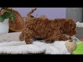 Cockapoo dogs for sale: Luca - Video 1