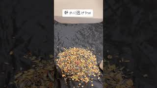 【TikTokで400万再生】ハムスターにいつもの100倍の餌あげてみた #ハムスター #おもしろ #ジャンガリアンハムスター