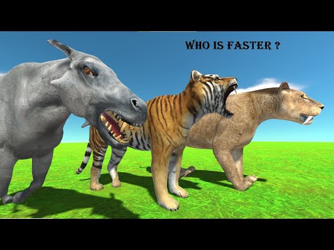 Smilodon vs Tiger vs Daeodon Who is Faster ? - Animal Revolt Battle Simulator