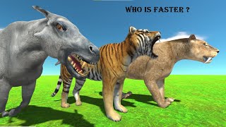 Smilodon vs Tiger vs Daeodon Who is Faster  - Animal Revolt Battle Simulator