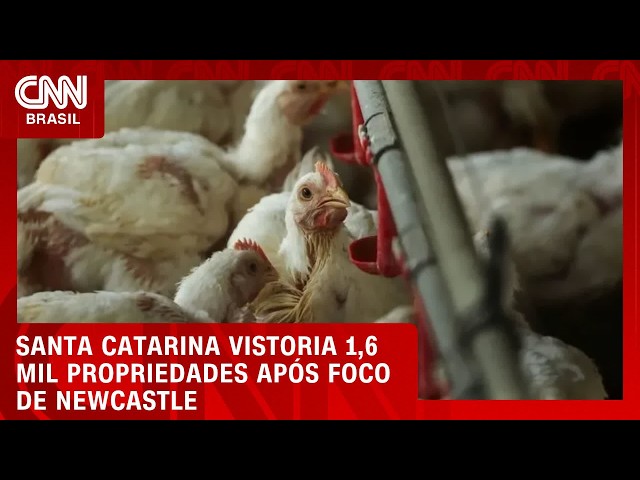 Governo de SC vistoria 1,6 mil propriedades após foco de Newcastle | CNN NOVO DIA