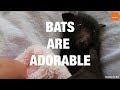 Bats Are Adorable - Compilation