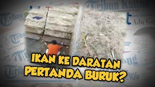 Hoax or Fact: Fenomena Naiknya Ikan Ke Daratan Perairan Gorontalo Pertanda Buruk?