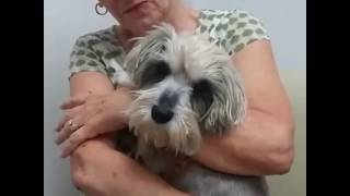 Sunday is a candidate for cataract surgery