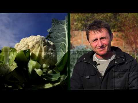 Domaćine kako radiš 11.11.2019. - Karfiol, Kumane kod Zrenjanina i Glogonj kod Pančeva