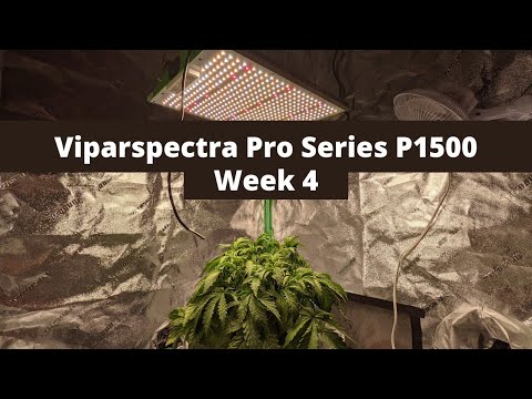 Viparspectra Pro Series P1500 | Week 4 | Blue Diesel Autoflower