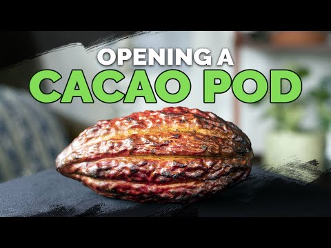 Opening And Tasting a RAW Cacao Pod! 🍫