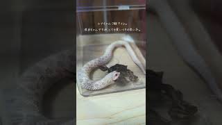 ルナちゃんご飯タイム  #セイブシシバナヘビ#もぐもぐタイム#ルナ#スノー
