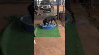 Video preview image #1 Rottweiler Puppy For Sale in Hillsboro, NH, USA