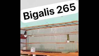 BIGALIS FILHO 265 (BIGALIS 1905 X BIG CESINHA 767)