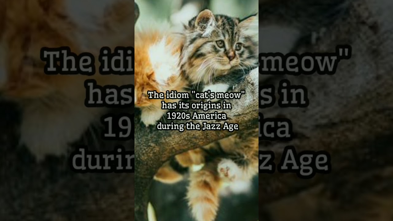 What is the meaning of idiom "Cat's Meow"