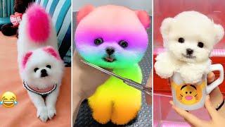 Tik Tok Chó Phốc Sóc Mini 😍 Funny and Cute 