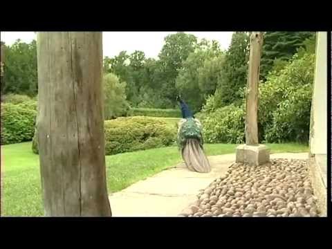 More about poisonous plants the devils snare and others