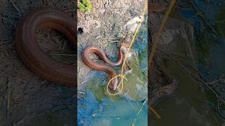 Download lagu Mencoba nangkap belut liar dipinggir sawah #mancingbelut mp3