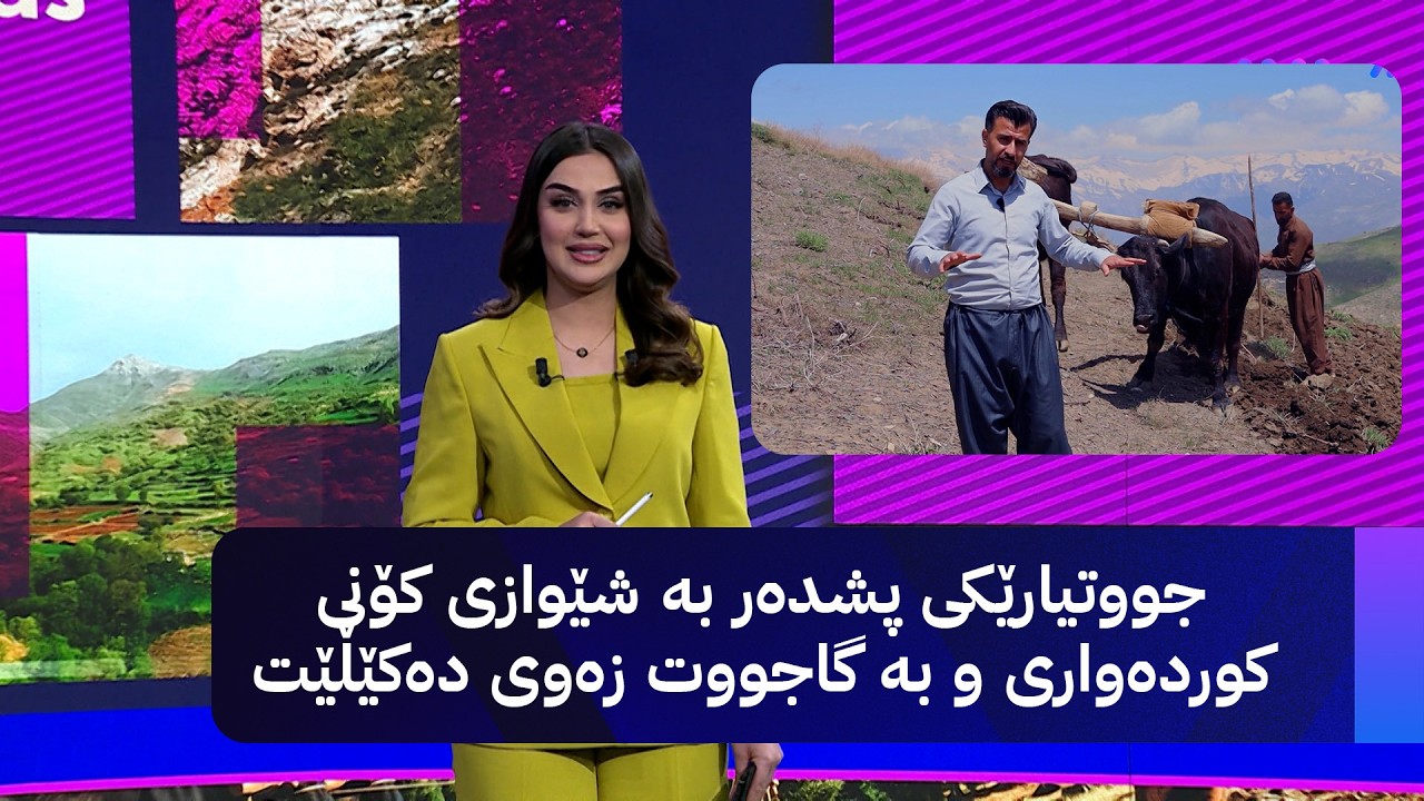 ڤیدیۆ | جووتیارێکی پشدەر بە شێوازی کۆنی کوردەواری و بە گاجووت زەوی دەکێڵێت