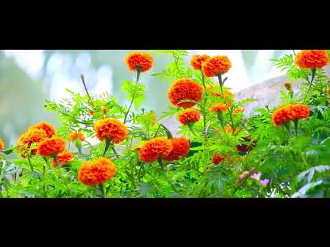 Aji A Bosonte_Robindra Sangeet