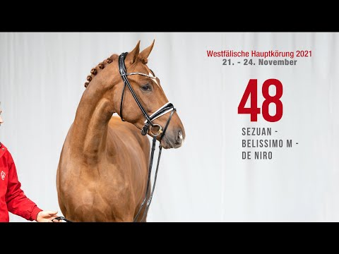 Hauptkörung 2021 Reitpferdehengste Kat-Nr. 48  Sezuan - Belissimo M - De Niro