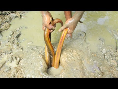 Amazing Oil Fishing | Boy Fishing Eel Fish by Ayurvedic Oil From Deep Hole | Best Eel Fishing