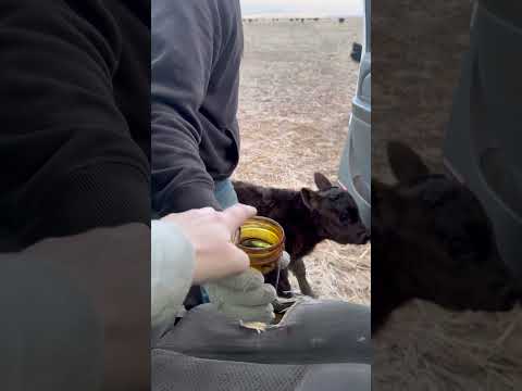 Catching a newborn calf to iodine her umbilical cord #cattle #ranching #calf