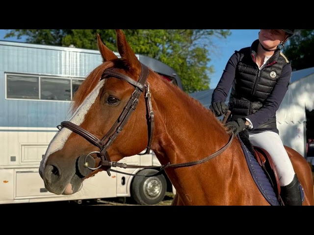 Tr&egrave;s jolie petite jument polyvalente - assurance vie