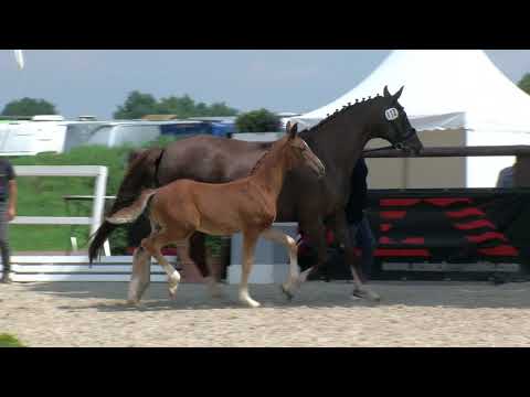 Hf v Fuerst Toto x Fuerst Romancier x Rubinstein I 2020