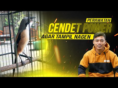 Perawatan Burung Cendet Power Agar Bisa Nancep Nagen Satu Titik