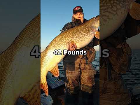 Top 5 BIGGEST PIKE EVER! #pikefishing #pike #fishing #biggestfish