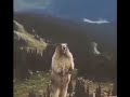 Beaver Scream Beaver Screaming Beaver