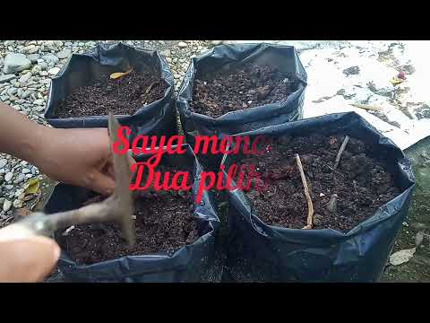 INI DIA... CARA TANAM MELINJO DARI BIJI #melinjo