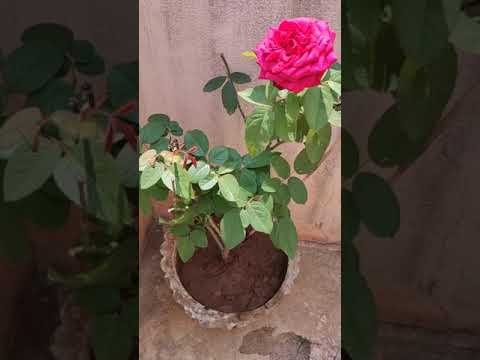 Rose 🌹# Beautiful Indians house rose tree #