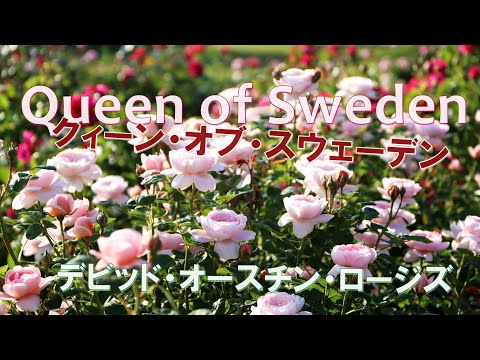 ドワーフローズ「ドワーフクイーン82」 植物