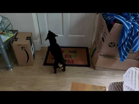 YouTube video about: Are vibrating collars safe for dogs?