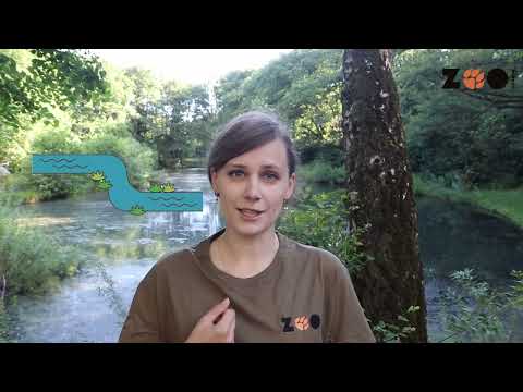 Uwaga! Zwierz! ŁABĘDŹ NIEMY