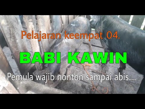 , title : 'Umur Berapa Babi Kawin - Tutorial Pelajaran Keempat 04.'