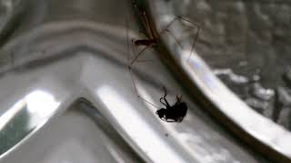 Spinne kämpft mit Mücke