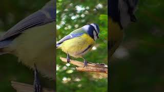 Download lagu Bird Sounds - Blue Tit Calling #shorts mp3