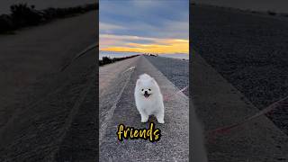Hi👋I'm Sad😔😟 #dog #pets #puppy #dogs #dogshorts #cute #cutedog #ytshorts #shorts #viral 