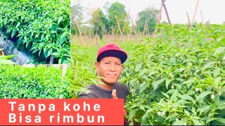 Download lagu Tanam sistem 1 baris 2batang/lobang mp3