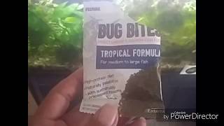 #FluvalBugBites

#Fluval #FishFam #Fishtube