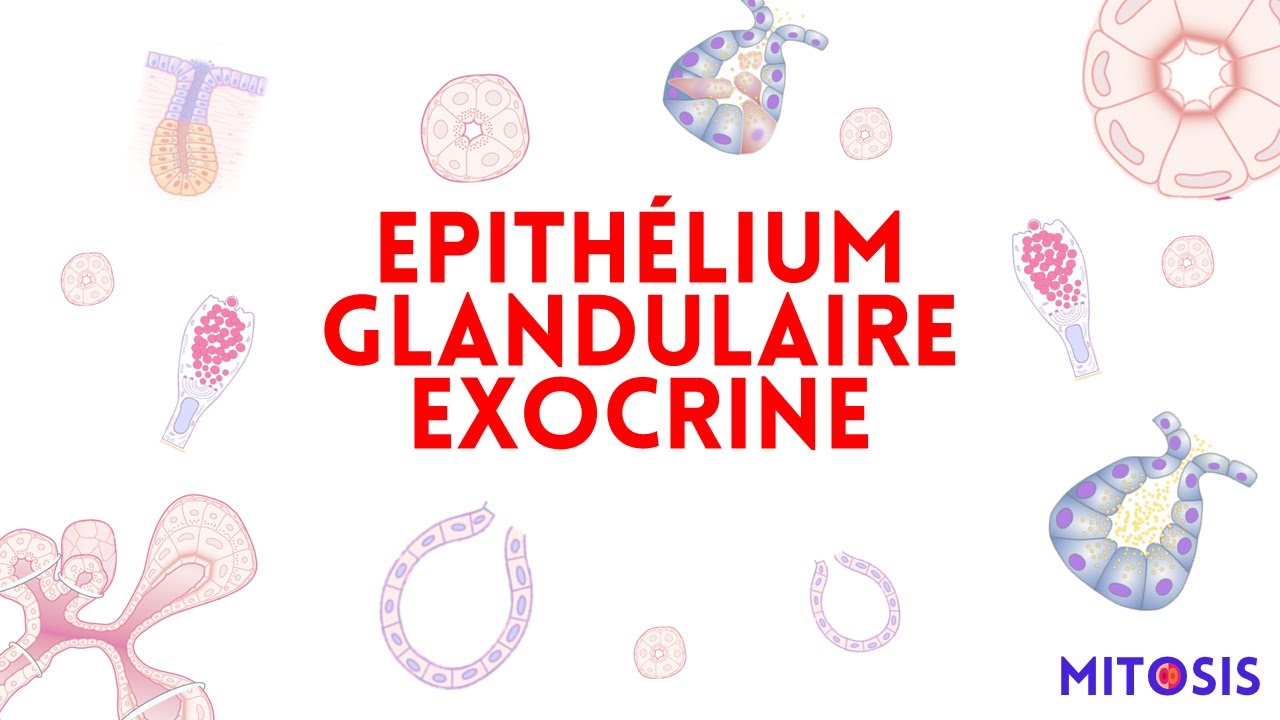 Les épithéliums glandulaires exocrines