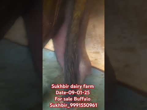 #sukhbir #buffalo #for #sale #trending