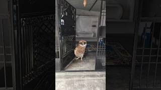 Download lagu #petshub #bucin #couple mp3