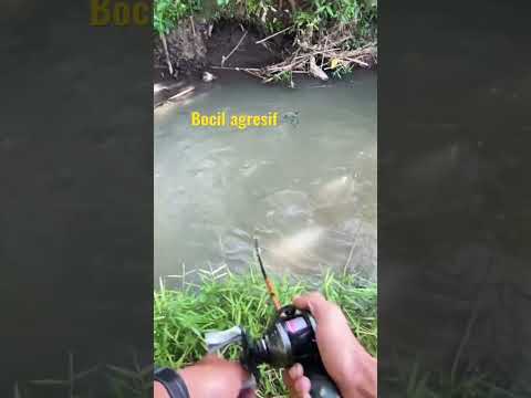 Hampala persawahan jarang kejamah orang #castinghampala #mancing #baitcasting #jogja #casting