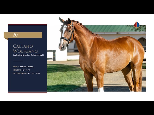 Callaho Wolfgang
