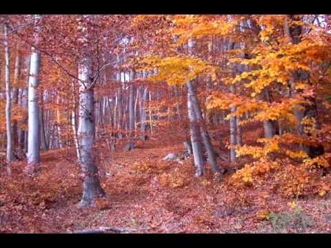 Ansambel Rubin - Srce gozdarja