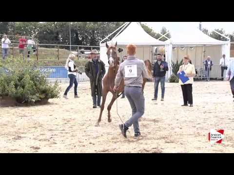 N.9 SIRJA SCAH - Bergamo 2015 - Yearling Fillies (Class 1B)