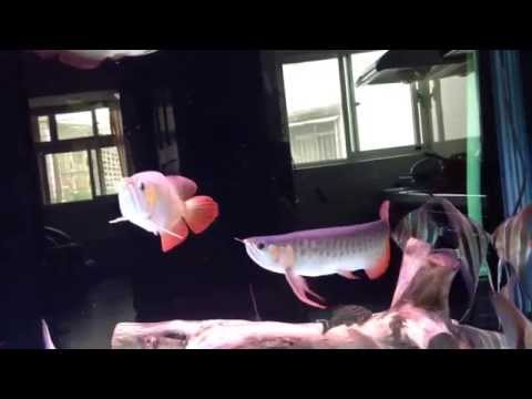 Arowana Fight
